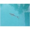 Great White Shark (PD-Shark)
