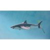 Great White Shark (PD-Shark)