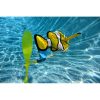 (6-PACK) Clownfish (PD-Clownfish-6)