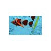 (6-PACK) Clownfish (PD-Clownfish-6)